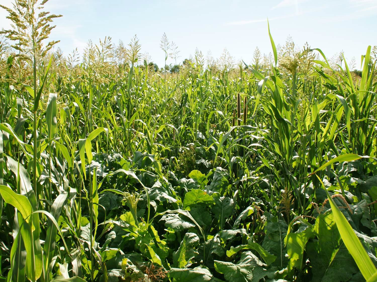 Multi species cover crop